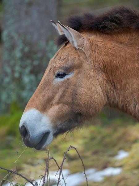 Przewalski s horse or Dzungarian horse of the National Park Bavarian Forest